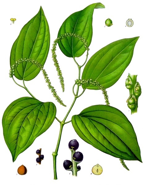 Botanická ilustrace černého pepře z 19. století